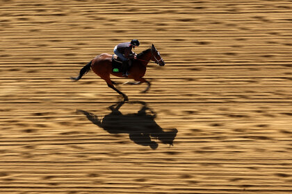 A horse goes over the track during a training session ahead of the 147th Running of the Preakness Stakes