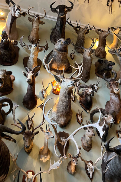 Taxidermy at The Fife Arms