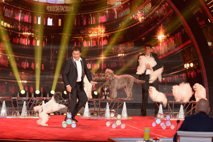 Olate Dogs perform on stage for America's Got Talent