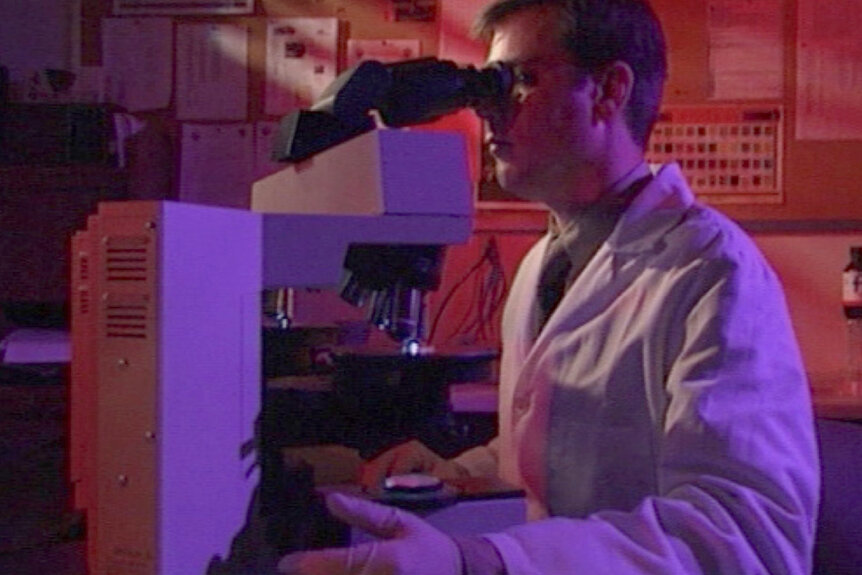 A Forensic DNA analyst looks into a microscope
