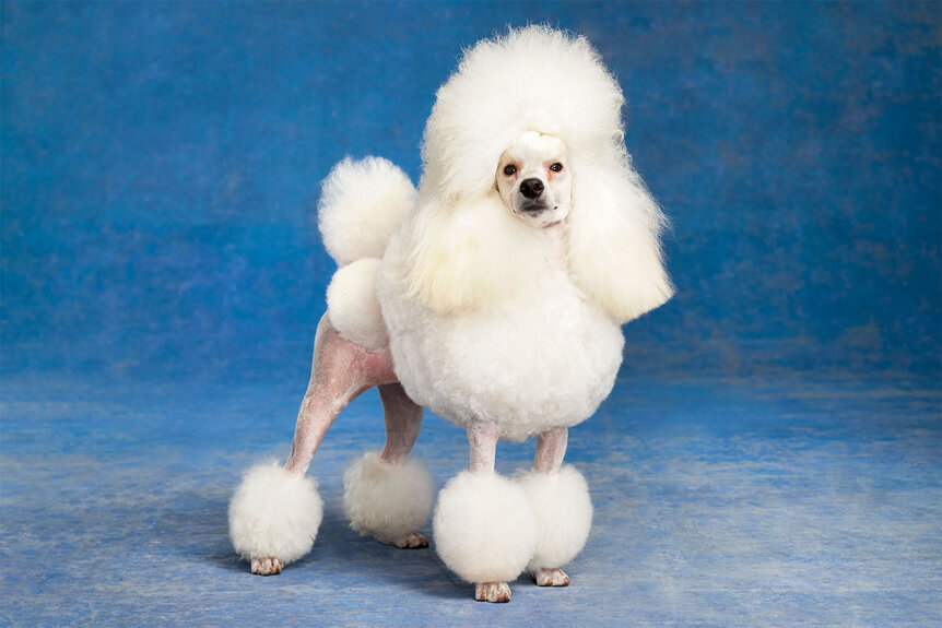The Miniature Poodle for The National Dog Show 2023 Presented by Purina