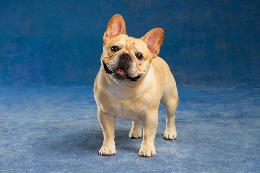 Winston the French Bulldog posing in front of a blue backdrop for The National Dog Show.