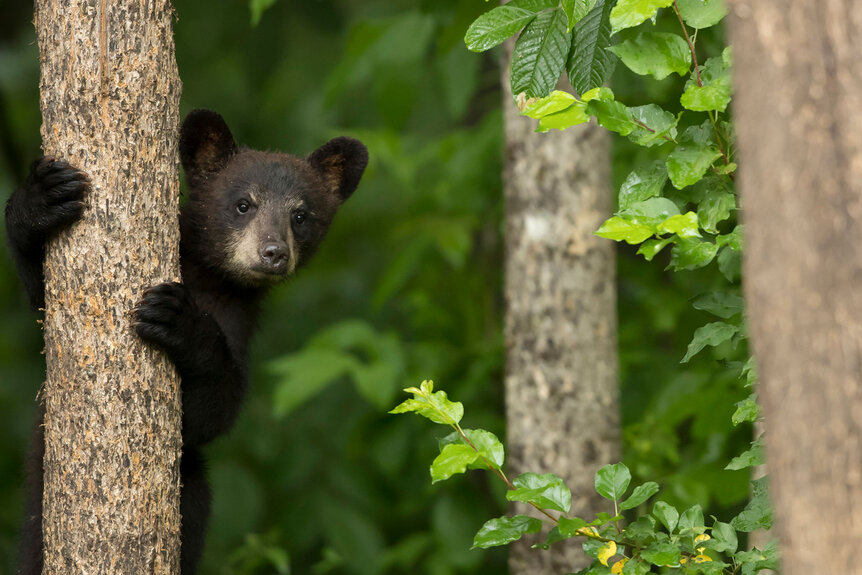 A Black bear cub climbs a tree