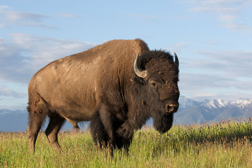 An American Bison roams the land