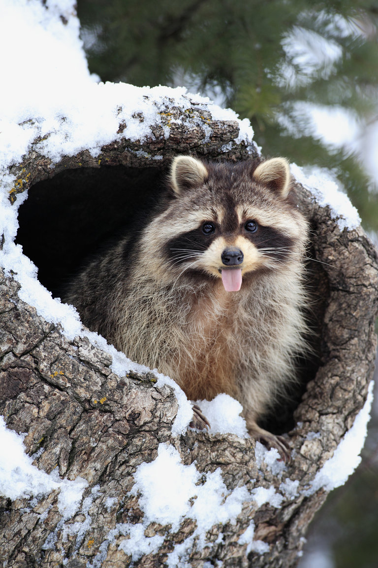 Parks and Recreation: Pawnee Raccoons Photo: 158021 - NBC.com