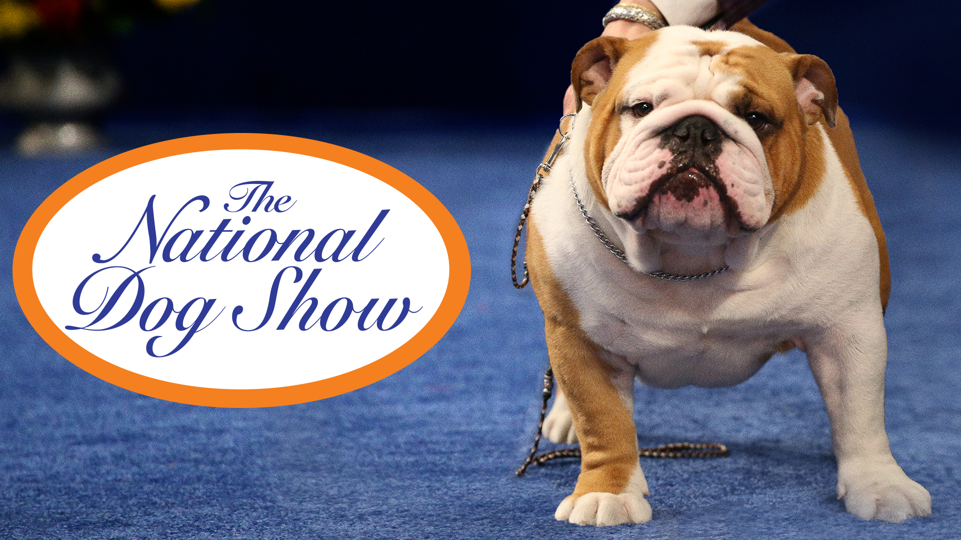 The National Dog Show Photo Galleries
